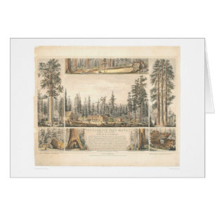 Mammoth Tree Grove (0976A)