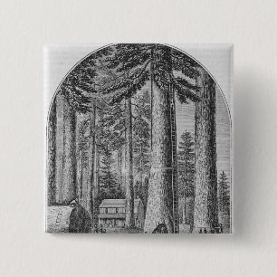 Mammoth tree grove in the Valley of the 15 Cm Square Badge