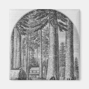 Mammoth tree grove in the Valley of the Magnet