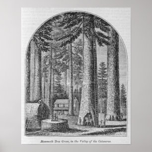 Mammoth tree grove in the Valley of the Poster