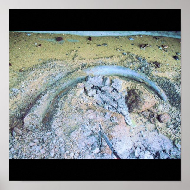 mammoth tusk (2) poster (Front)