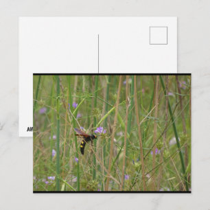 Mammoth Wasp in Flight Postcard