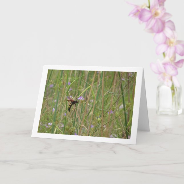 Mammoth wasp - Megascolia maculata Card (Orchid)