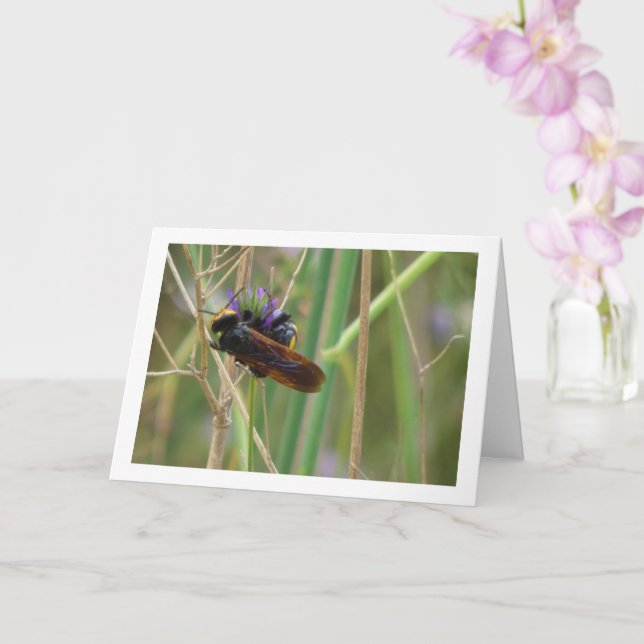 Mammoth wasp - Megascolia maculata Card (Orchid)