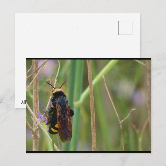 Mammoth Wasp on Stalk Postcard (Front/Back)