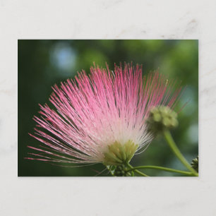 Mamosa Postcard