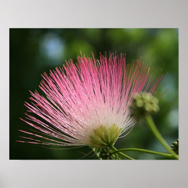 Mamosa Poster (Front)