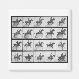 Man and horse jumping a fence, plate 640 from 'Ani Magnet