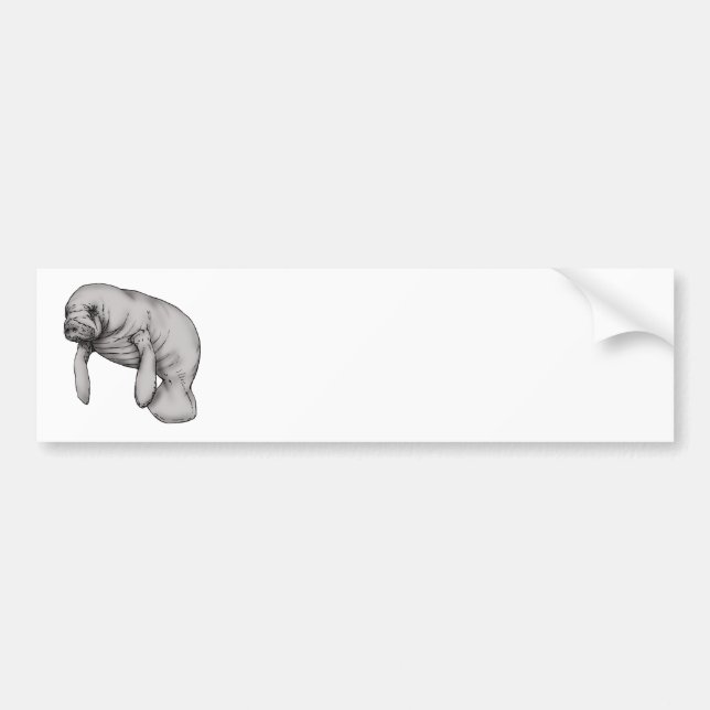 manatee art bumper sticker (Front)