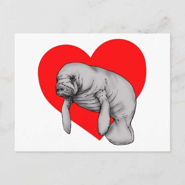 manatee art postcard (Front)