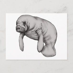 manatee art postcard