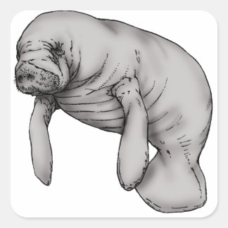 manatee art square sticker