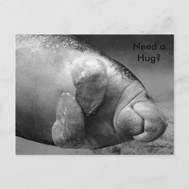 Manatee BW0196 "Need a Hug?" Postcard (Front)