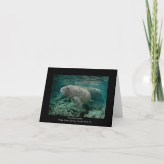 Manatee Calf Card