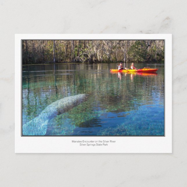 Manatee Encounter Postcard (Front)