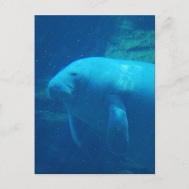 Manatee Floating  Postcard (Front)