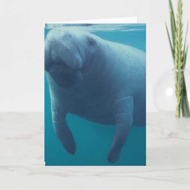 Manatee Greeting Card (Front)