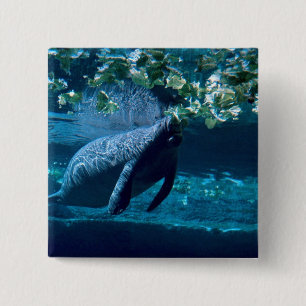 Manatee, Lowry Park Zoo, Tampa Bay, Florida, U.S.A 15 Cm Square Badge