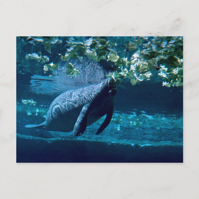 Manatee, Lowry Park Zoo, Tampa Bay, Florida, U.S.A Postcard (Front)