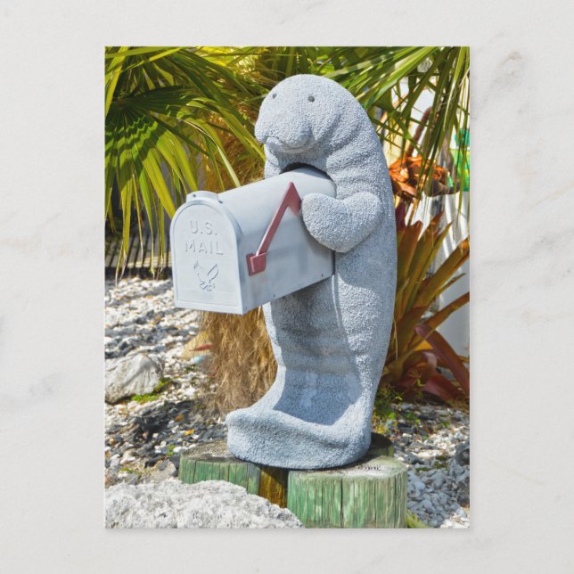 Manatee Mailbox Postcard (Front)