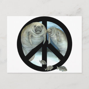 manatee peace postcard