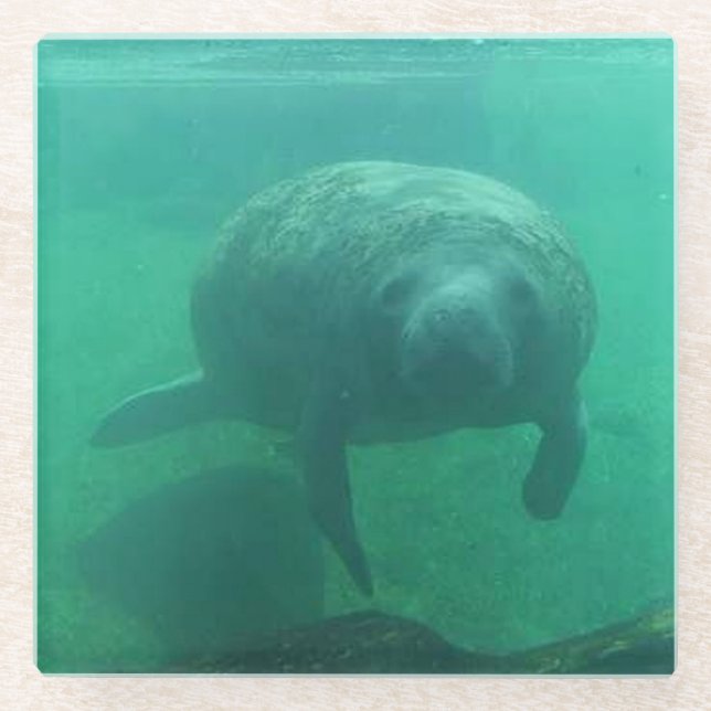 Manatee Photo Square Glass Coaster (Front)