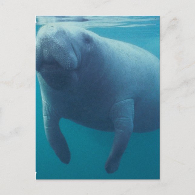 Manatee Postcard (Front)