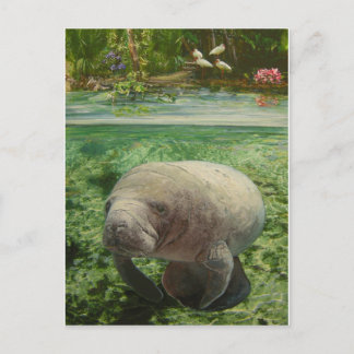 MANATEE POSTCARD