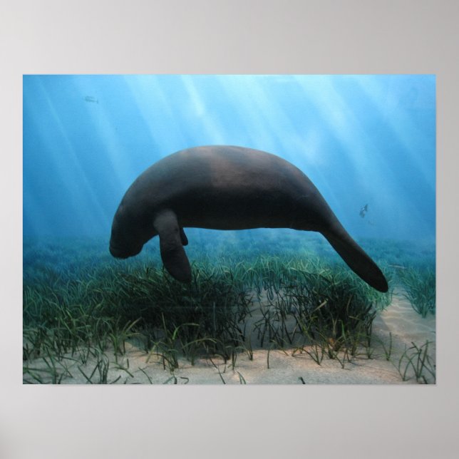 Manatee Poster (Front)
