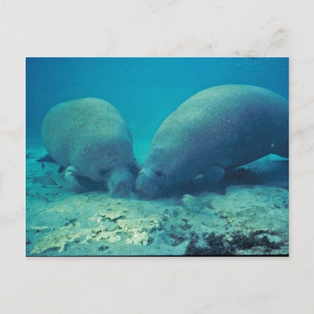Manatee Rooting in Sand Postcard (Front)