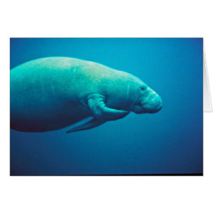 Manatee Scratching