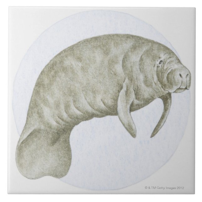Manatee Tile (Front)