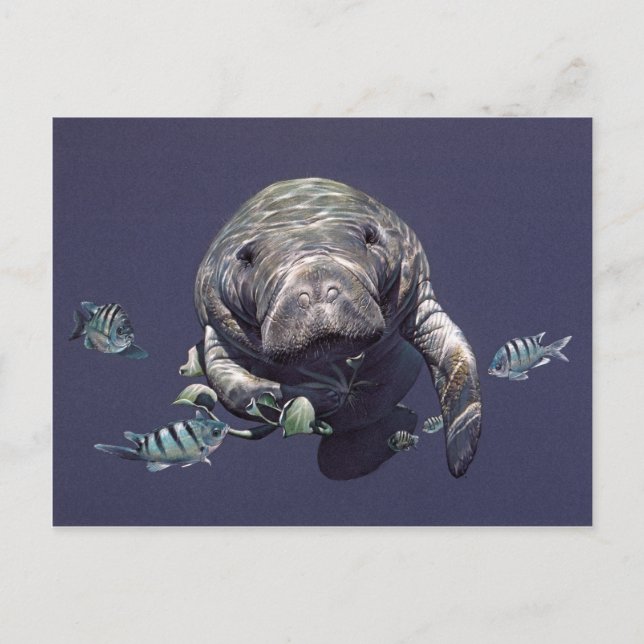 Manatee Underwater World Postcard (Front)
