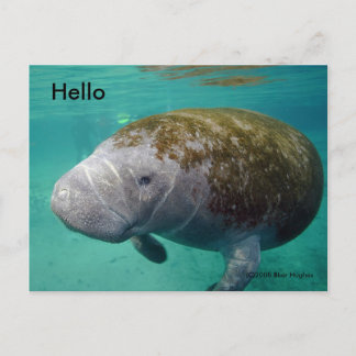 Manatee Up close 0258 "Hello" Post Card