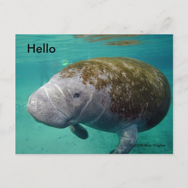 Manatee Up close 0258 "Hello" Post Card (Front)