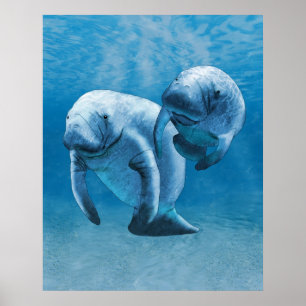 Manatees Poster