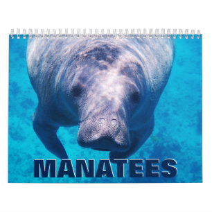 Manatees Wall Calendar