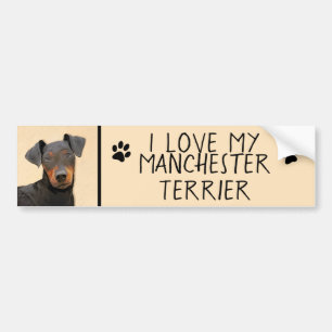Manchester Terrier Painting Original Animal Art Bumper Sticker