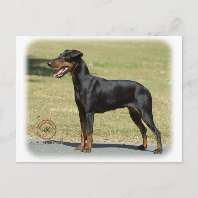 Manchester Terrier Postcard (Front)