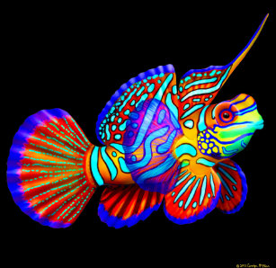 mandarin fish crafts party