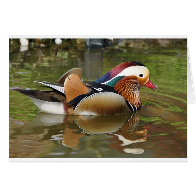 mandarin duck (Front Horizontal)