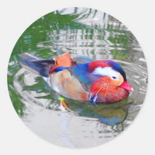 Mandarin Duck #3 Stickers