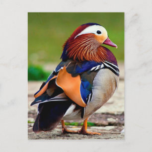 Mandarin Duck (Aix galericulata) Postcard