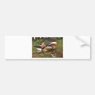 mandarin duck bumper sticker