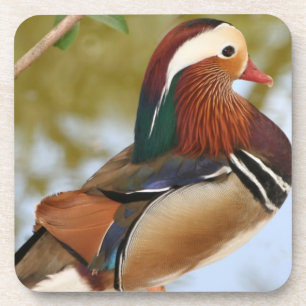 Mandarin Duck Coaster
