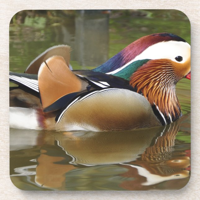 mandarin duck coaster (Front)