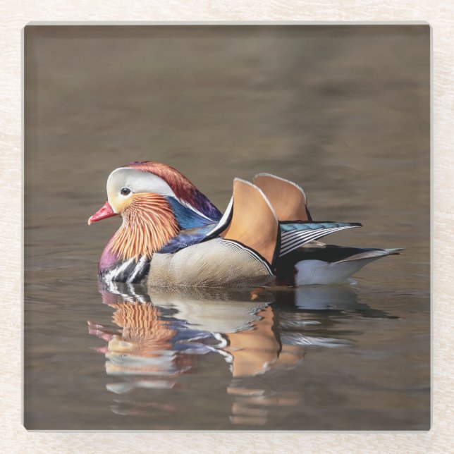 Mandarin Duck Glass Coaster (Front)