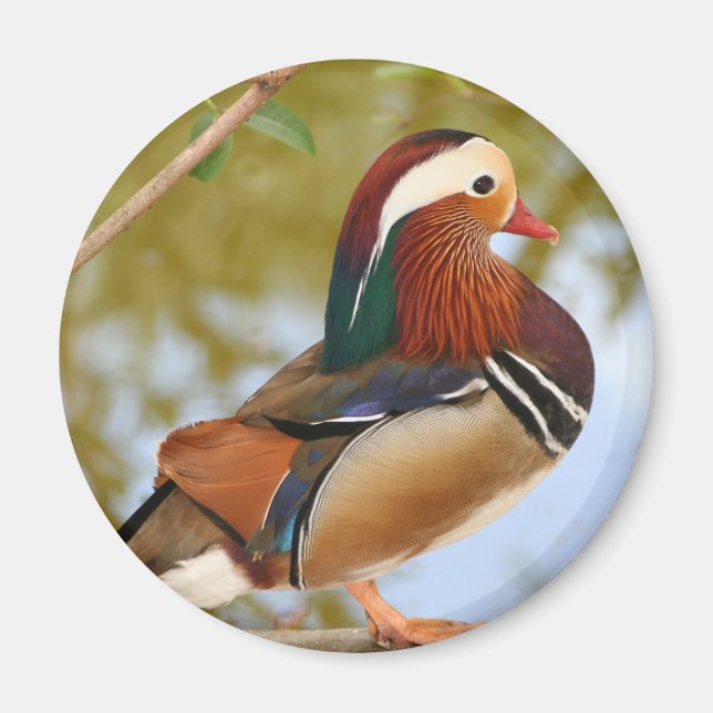 Mandarin Duck Magnet (Front)