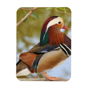 Mandarin Duck Magnet