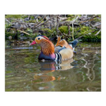 Mandarin duck paddling along
